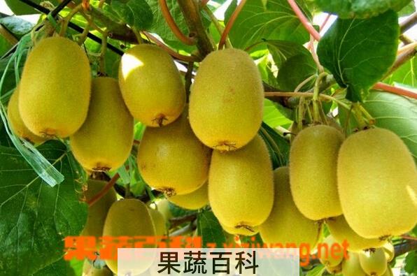果蔬百科金桃猕猴桃