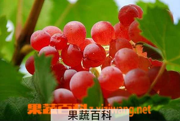 果蔬百科和田红葡萄