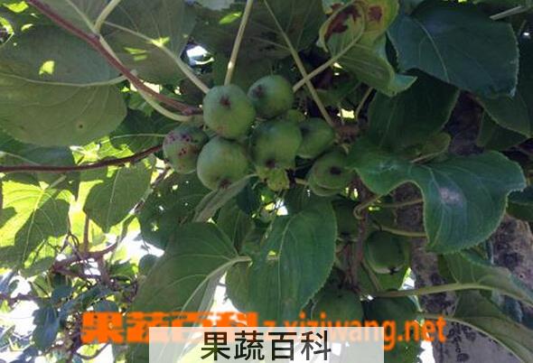 果蔬百科丰绿猕猴桃
