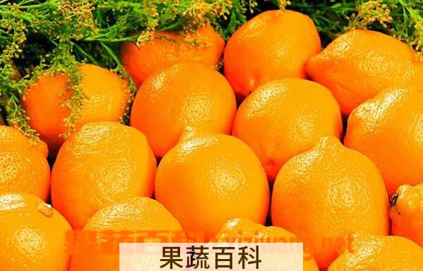 果蔬百科华盛顿脐橙
