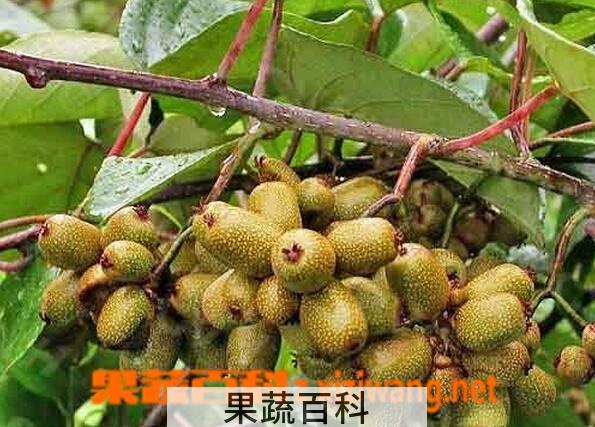 果蔬百科硬齿猕猴桃