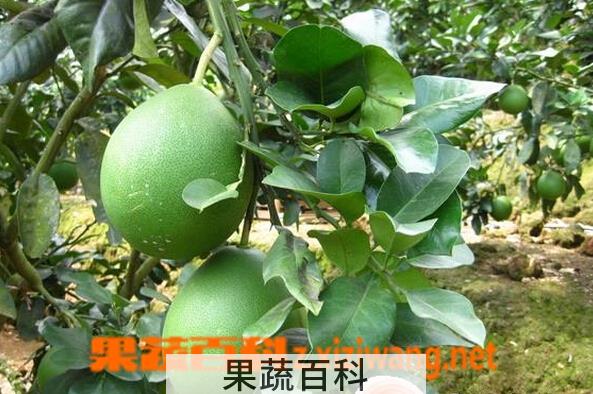 果蔬百科红肉蜜柚苗