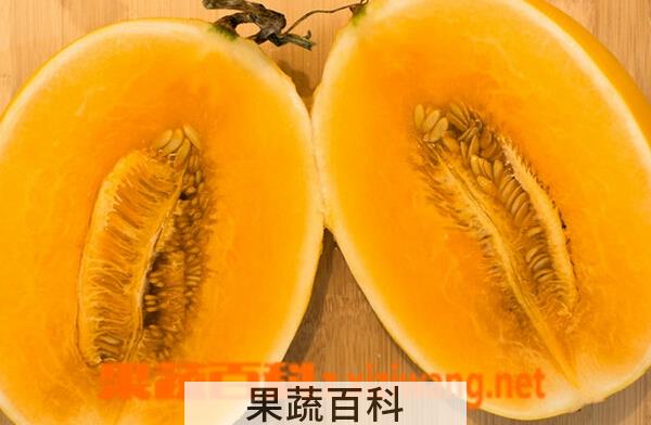 果蔬百科黄河蜜甜瓜