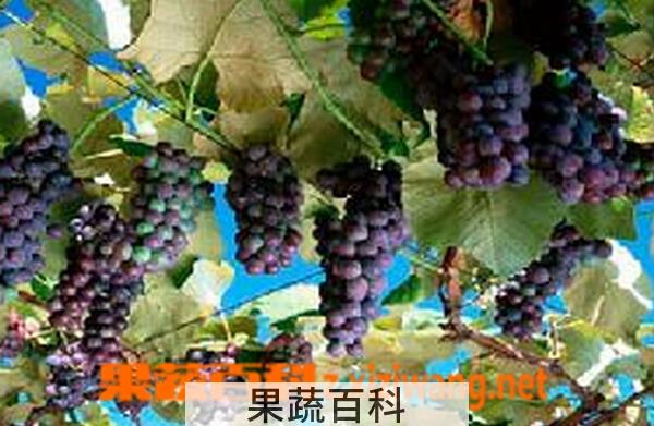 果蔬百科黑天鹅葡萄