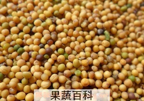 野辣菜籽的功效与作用