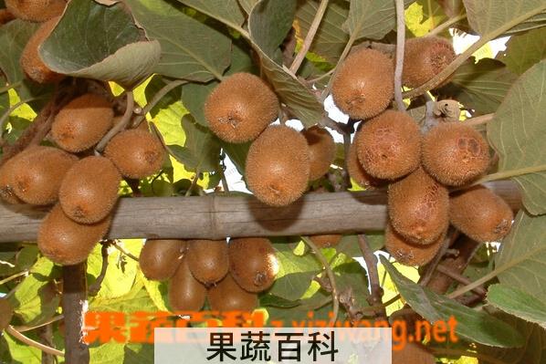 果蔬百科皖蜜猕猴桃
