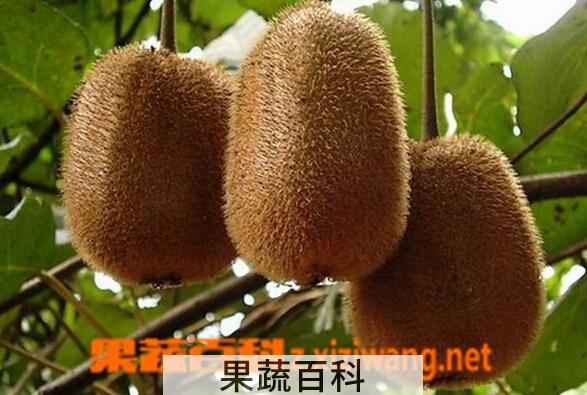 果蔬百科金魁猕猴桃