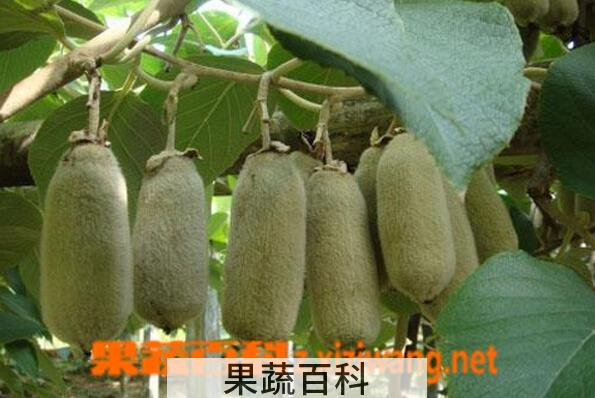 果蔬百科毛花猕猴桃
