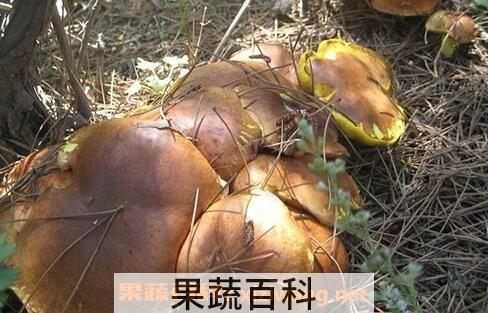 粘团子蘑菇营养价值