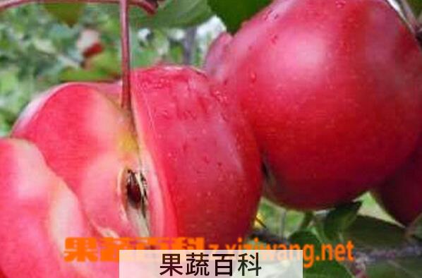 果蔬百科瑞士红苹果