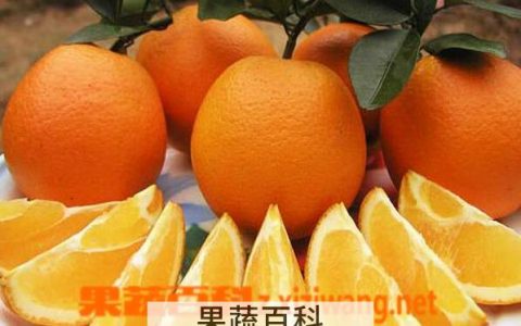纽荷尔脐橙的优点缺点 纽荷尔脐橙的功效与作用图片