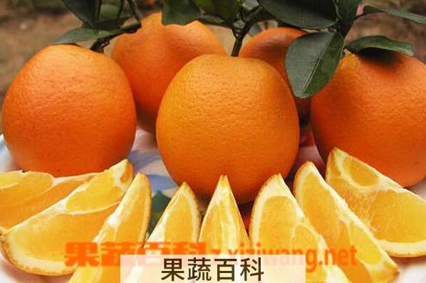 果蔬百科纽荷尔脐橙