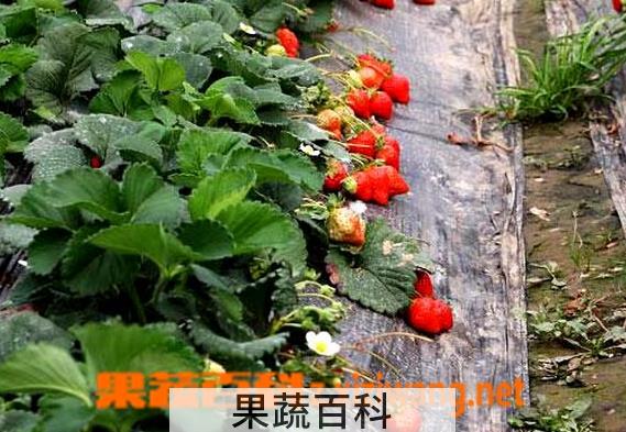 果蔬百科怎样种植草莓苗