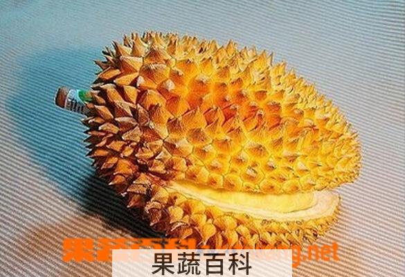 果蔬百科榴莲壳