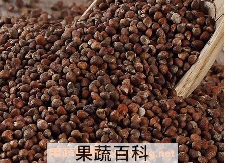 紫苏籽的功效与作用及禁忌