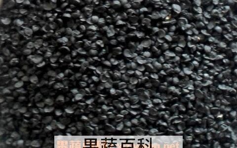 中草药大葱籽的功效与作用及禁忌 中草药大葱籽的功效与作用图片
