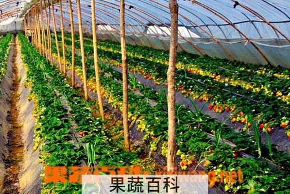果蔬百科南方大棚草莓种植技巧