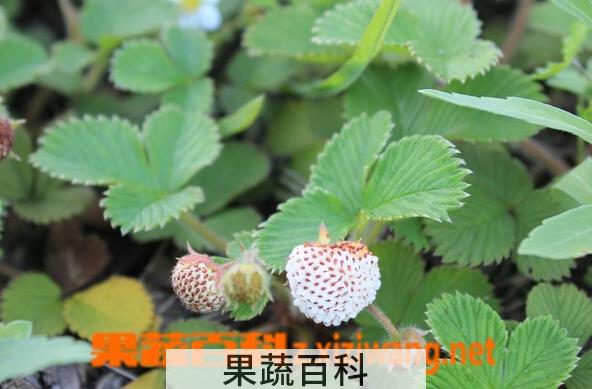 果蔬百科菠萝草莓