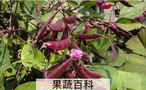 紫扁豆不能和什么一起吃
