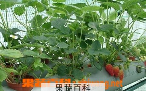 攀援草莓的种植方法和技巧图片 攀援草莓的种植方法和技巧视频