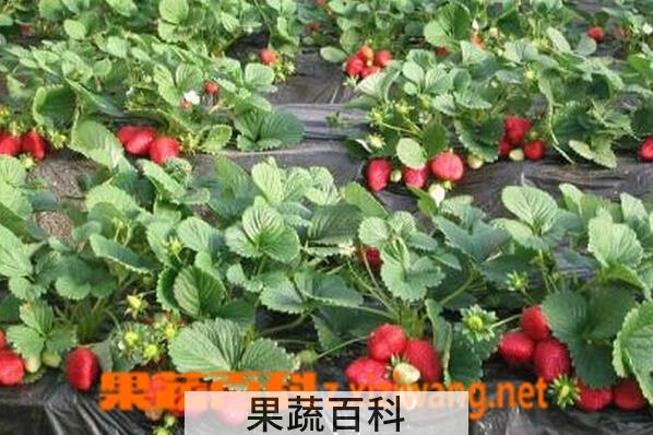 果蔬百科露天草莓