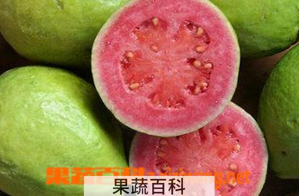 果蔬百科番石榴
