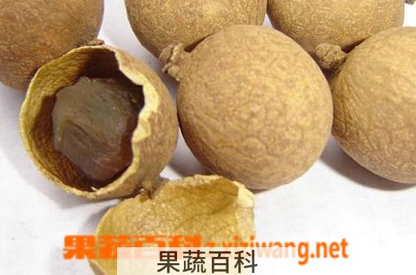 果蔬百科桂圆皮