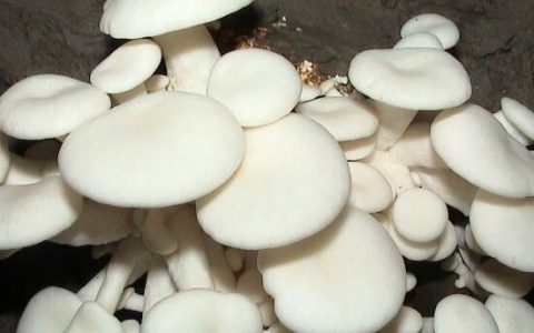 小白菇的功效与作用禁忌 小白菇的家常做法大全窍门