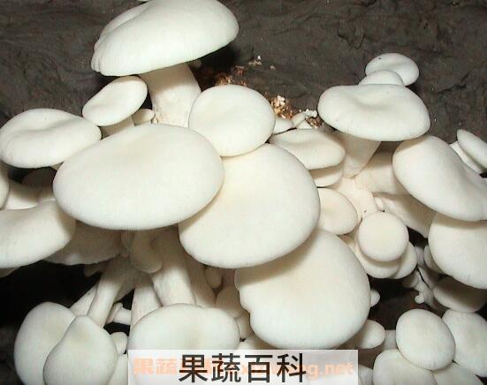 小白菇