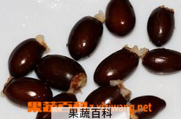 果蔬百科荔枝核