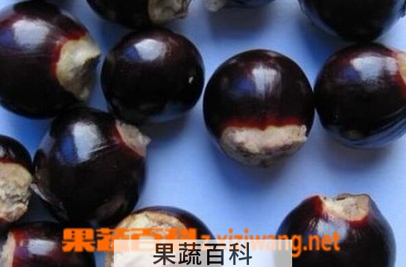 果蔬百科桂圆核