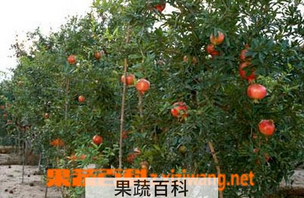 果蔬百科如何种植石榴树