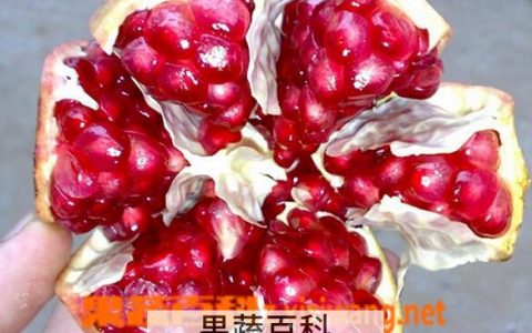 怎么迅速剥石榴 如何剥石榴 快速剥石榴的方法视频