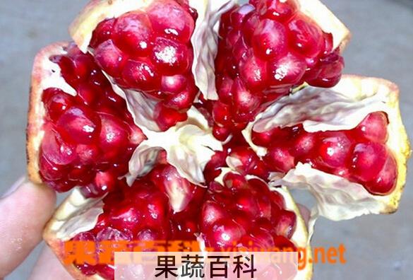 果蔬百科快速剥石榴