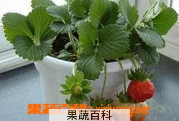 果蔬百科阳台种草莓