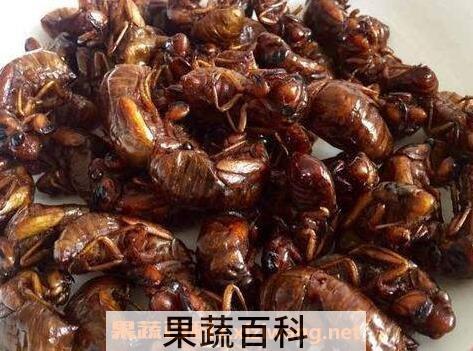 知了肉的作用