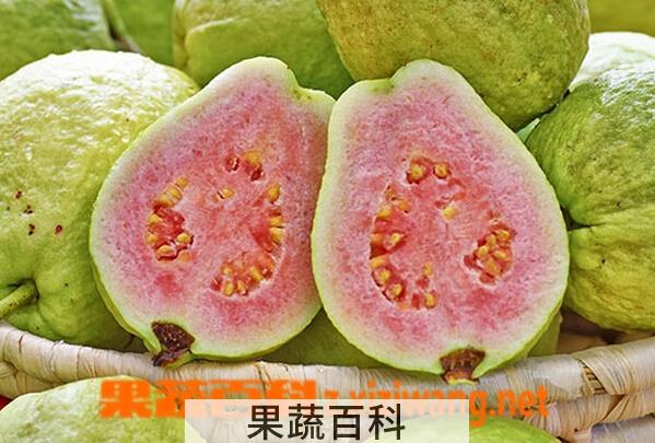 果蔬百科红心番石榴