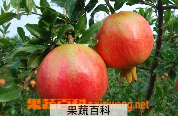 果蔬百科家庭石榴的保存