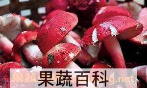 血红菇