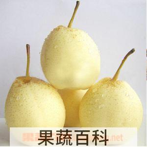 果蔬百科水晶梨