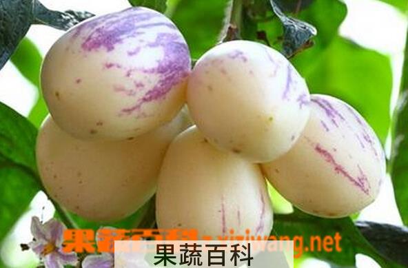 果蔬百科人参果吃法