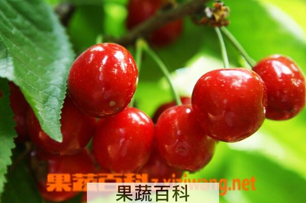 果蔬百科樱桃