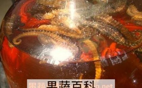 海马泡酒有什么功效 海马泡酒的药用价值