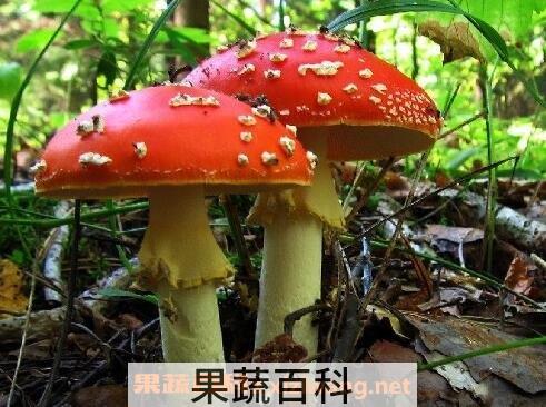 怎么分辨毒蘑菇 