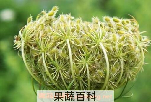野胡萝卜籽的功效与作用及禁忌