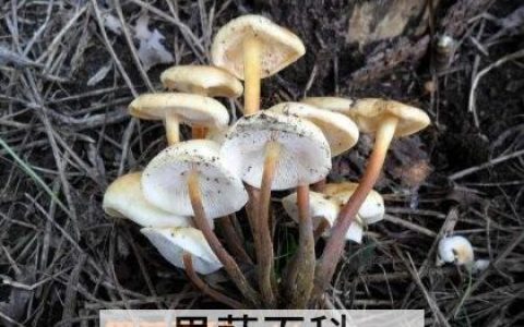野生金针菇的功效与作用 野生金针菇的做法步骤教程