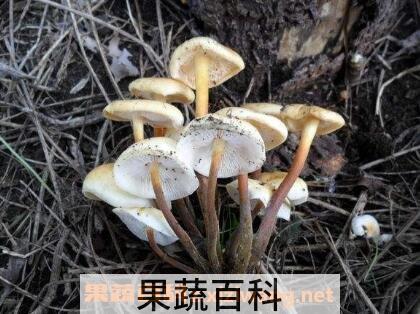 野生金针菇