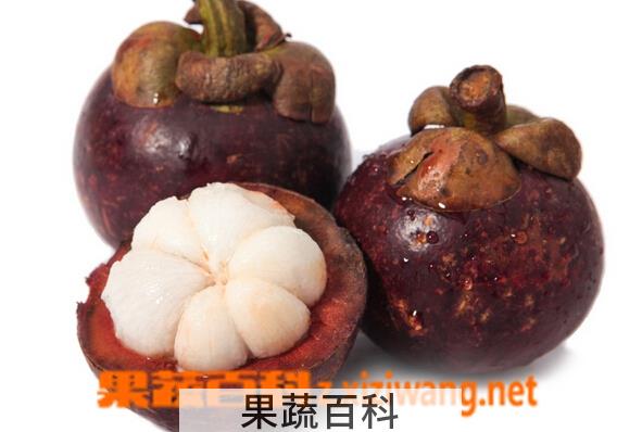 果蔬百科山竹