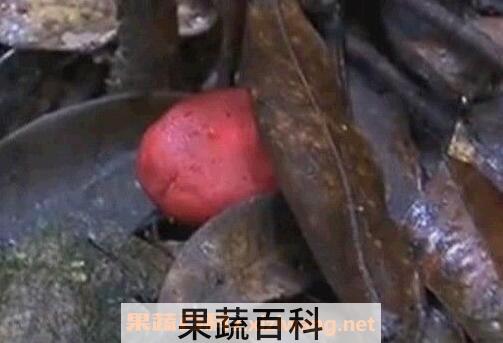 野生小红菇