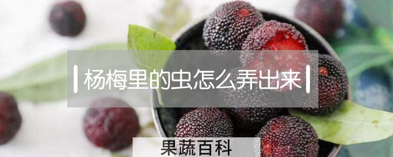 杨梅里的虫怎么弄出来